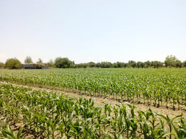 cornfield